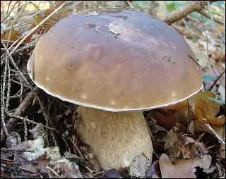 Quel est ce champignon, excellent comestible ?