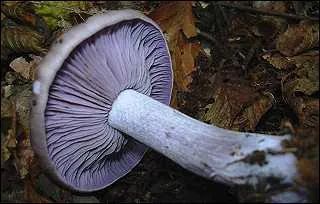 Quel est ce champignon comestible ?