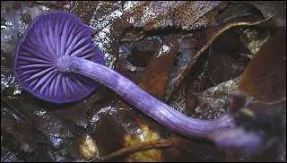 Quel est ce champignon comestible ?