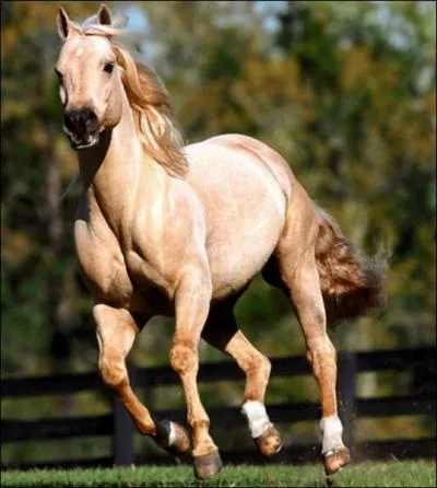 Chez le cheval, qu'est-ce que la balzane ?