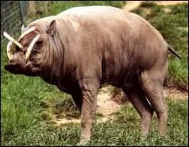 Quel est cet animal, porc sauvage de Celbes ?