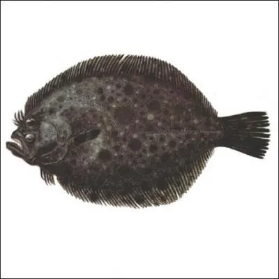 Ce poisson marin,  chair estime, voisin du turbot, est :