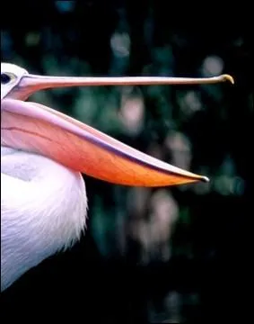 A quel oiseau appartient ce bec ?