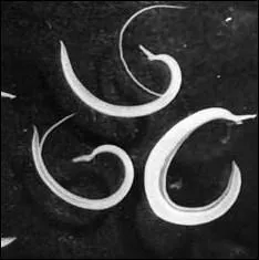 O se fixe le bilharzie, ver parasitaire de l'homme ?