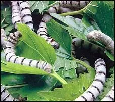 Quelle est la chenille du bombyx du mrier ?