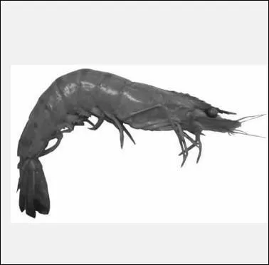 De quelle couleur est normalement cette grosse crevette, appele 'bouquet' ? (la photo a t mise en noir et blanc intentionnellement)