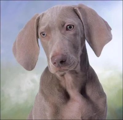 Ce chien est un braque :