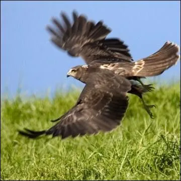 O vit principalement le busard ?