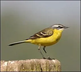 Cet oiseau marche en hochant sa large queue. C'est :