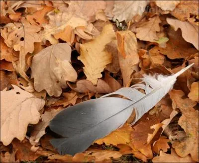 Quel genre d'oiseaux sont les bisets ?