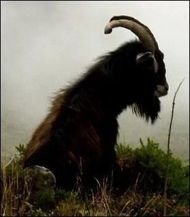 Le bouc est le mle de :