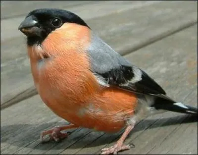 Quelle est cette espce d'oiseau ?