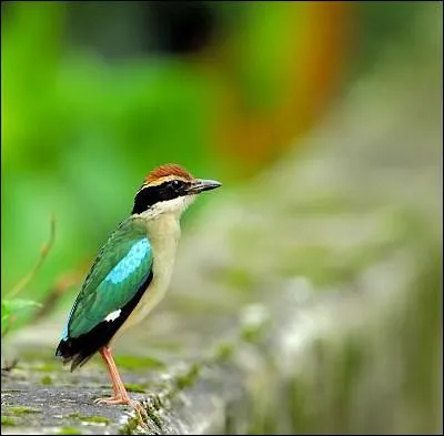 O vit la brve, un passereau aux vives couleurs ?