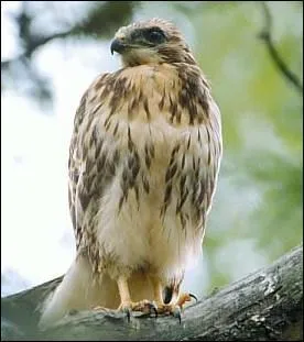 De quoi se nourrit la buse ?