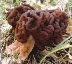 Gyromitre comestible : Comment ce champignon au nom paradoxal peut-il vous tuer ?