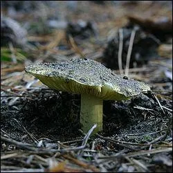 Voici le Bidaou, ou Tricholome questre. Quelles consquences mortelles va-t-il avoir sur votre organislme ?