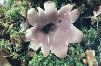 La pezize couronne est un champignon mortel :