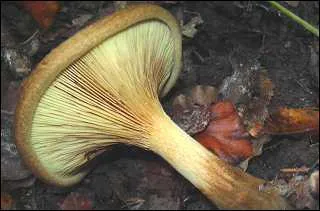 Comment la paxille enroule, appele aussi chanterelle brune, mettra-t-elle fin  vos jours ?