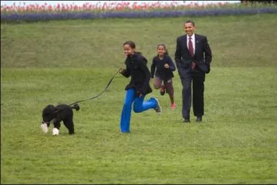 Quel est le petit nom du chien rsidant  la Maison-Blanche ( avec la famille Obama) ?