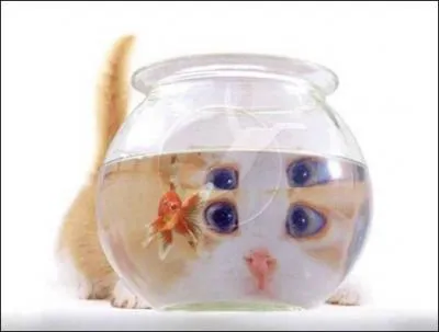 Le chat mange-t-il du poisson ?