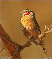 Uniquement chez le mle, cette bande rouge a la gorge lui vaut son nom :