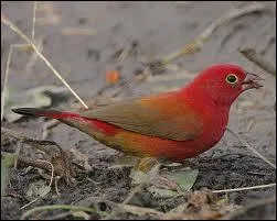 L'Amarante enflamme ou amarante du Sngal appartient a quelle famille d'oiseaux ?