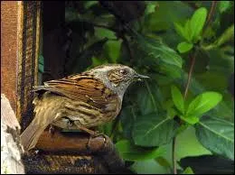 Confondu souvent avec la femelle du moineau domestique, l'accenteur mouchet est une espce migratrice vivant en France avec quel autre accenteur ? :