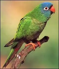 L'Aratinga acuticaudata plus connue sous le nom de conure a tte bleue appartient a l'ordre des :