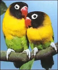 Communment appel insparable, cet oiseau est un :