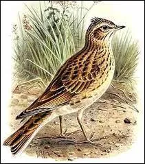 Quelle est cette espce trs rpandue en Europe ?