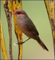 L' astrild ondul est une espce qui vit en afrique subsaharienne, mais on le trouve galement :