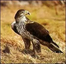 Quelle rgion franaise ne figure pas dans l'aire de rpartition de l'Aigle de Bonelli ?