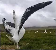 Le grand albatros , est galement appel :