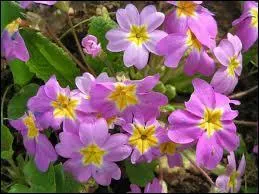 Quelles sont ces fleurs ?