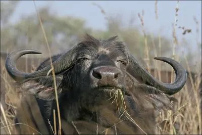 Quel est ce bovid� ?