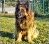 En quelle ann�e l'importation des Bergers allemands a-t-elle commenc� en France ?