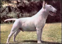 De quelle race est ce chien ?