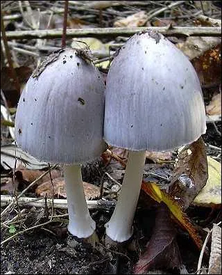 Quel est ce champignon qui est toxique en cas d'absorption d'alcool, m�me plusieurs jours apr�s, et qui provoque alors des malaises cardiaques ?