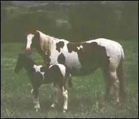 Quelle est la robe de ces deux chevaux ?