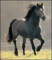 Quelle est la robe de ce cheval ?