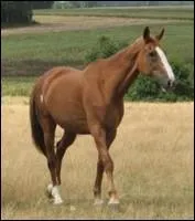 Comment nomme-t-on les taches blanches aux pattes de ce cheval ?