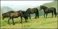 Comment savons-nous que ces chevaux ont des robes noires ?
