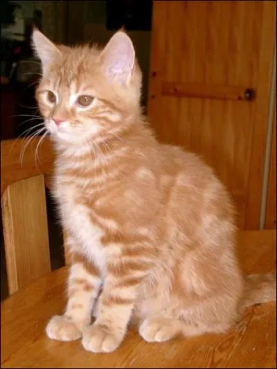 Le chat peut entendre des ultrasons allant jusqu' combien de Hz ?