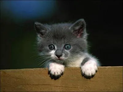 Est-ce que le chat peut voir dans le noir ?