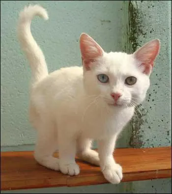 Lors de la naissance, de quelle couleur sont les yeux d'un chat ?