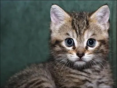 Combien de jours dure la gestation ?