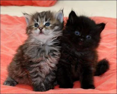 Combien de chatons une femelle peut-elle avoir ?