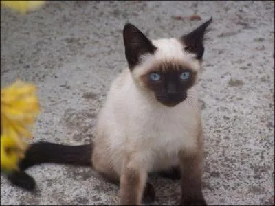 Lors de sa naissance, le chaton peut-il voir et entendre ?