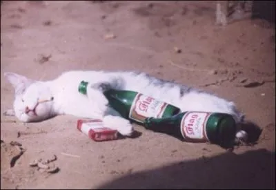 Qu'est-ce que l'on nous prconise avant de boire de l'alcool ?