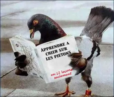 Comment appelle-t-on l'art d'lever et de faire concourir les pigeons voyageurs ?